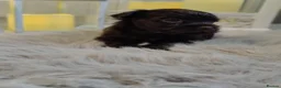 Yorkshire Terrier dogs for sale: Unique Chocolate and black Praline Yorkshire  - Advert 6