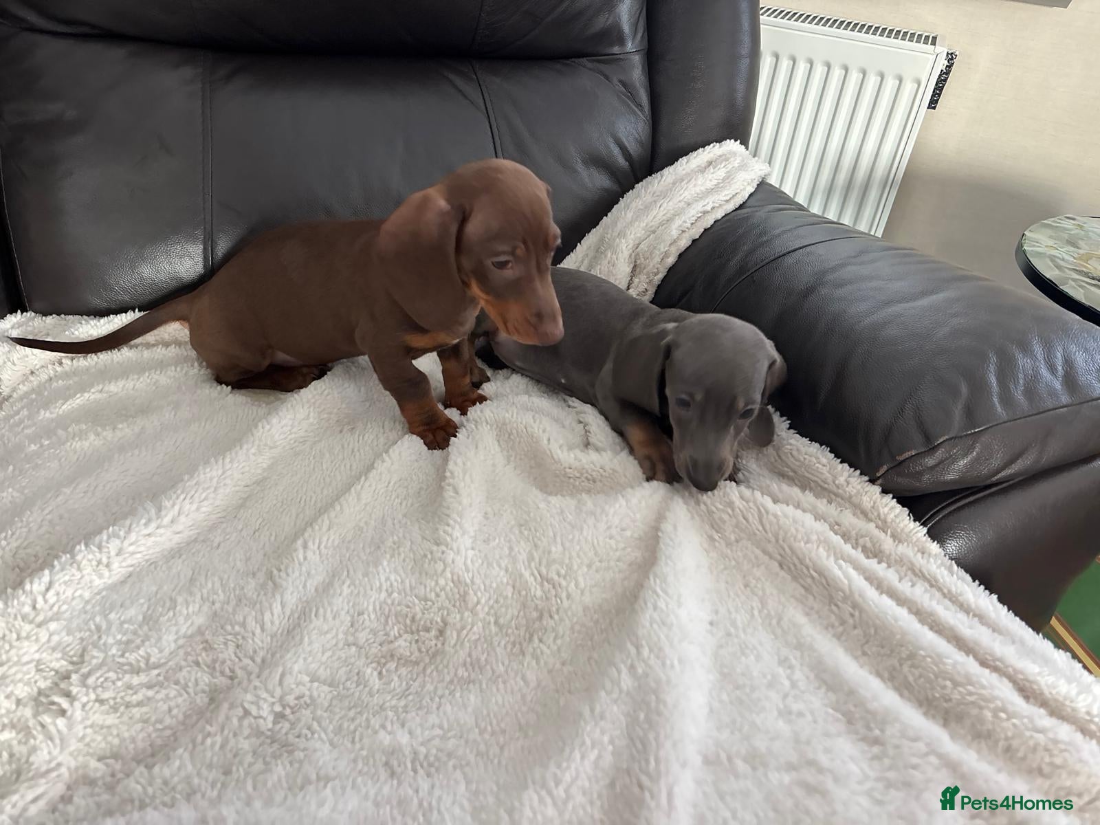 Dachshund dogs 6 beautiful miniture dachshund - Advert 2