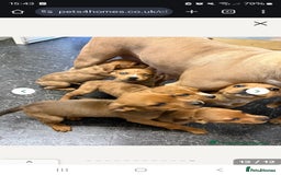 Mixed Breed dogs for sale: American bulldog x rottweiller - Image 6