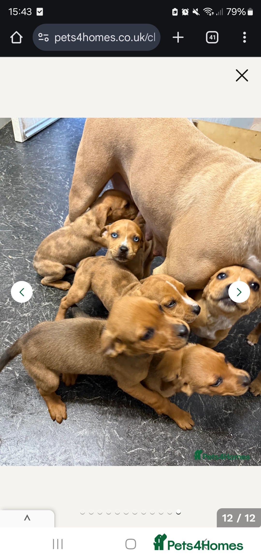 Mixed Breed dogs for sale: American bulldog x rottweiller - Image 6