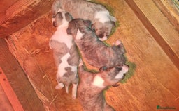 Whippet dogs for sale: Kc whippets - Image 12