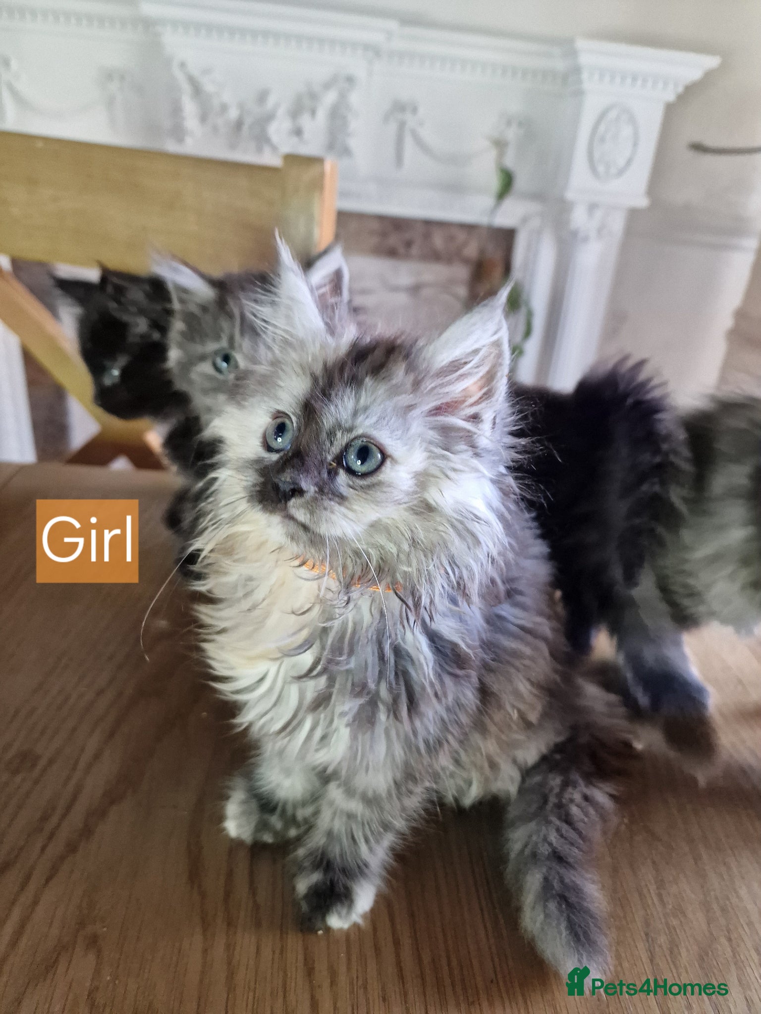 Maine Coon cats for sale: 8 maine coon kittens ready in Bury in Bury - Advert 16