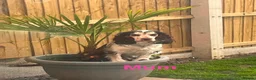 Cocker Spaniel dogs for sale: Gorgeous Cocker Spaniel Puppies - Advert 24