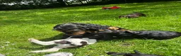 Cocker Spaniel dogs for sale: BEAURIUFL KC REG HEALTH TESTER COCKER SPANIELS  - Advert 9