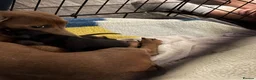 Miniature Dachshund dogs for sale: Miniature  in Newark - Advert 6