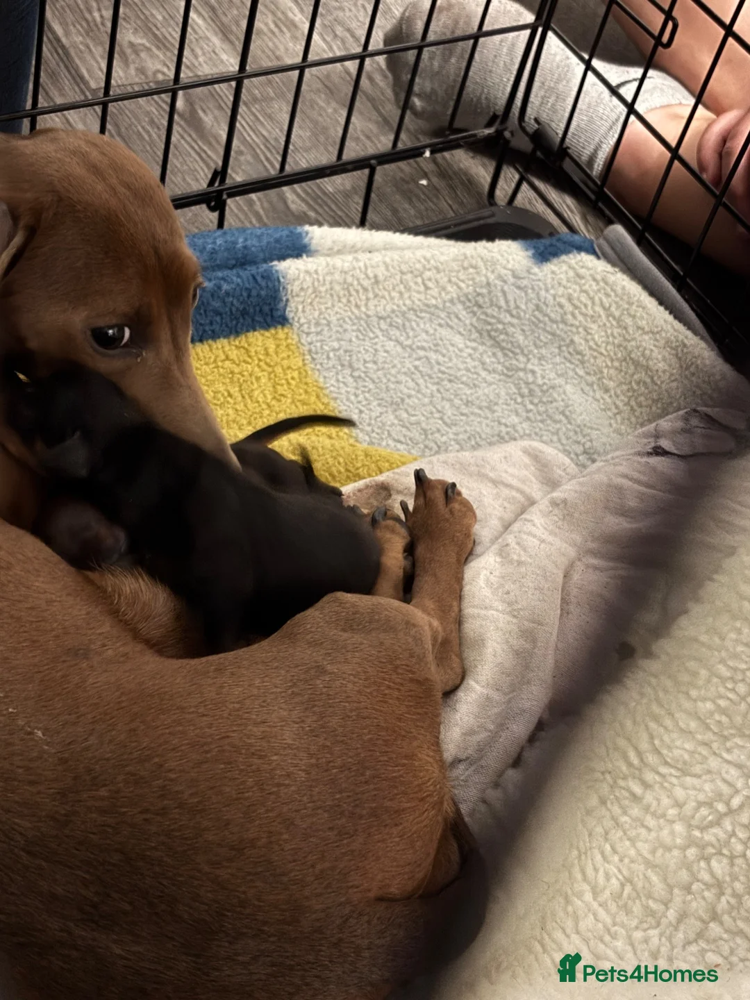 Miniature Dachshund dogs for sale: Miniature  in Newark - Advert 6