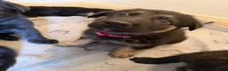 German Shepherd dogs for sale: 8 German Shepard puppies 4 black 4 Black and Tan  - Advert 16