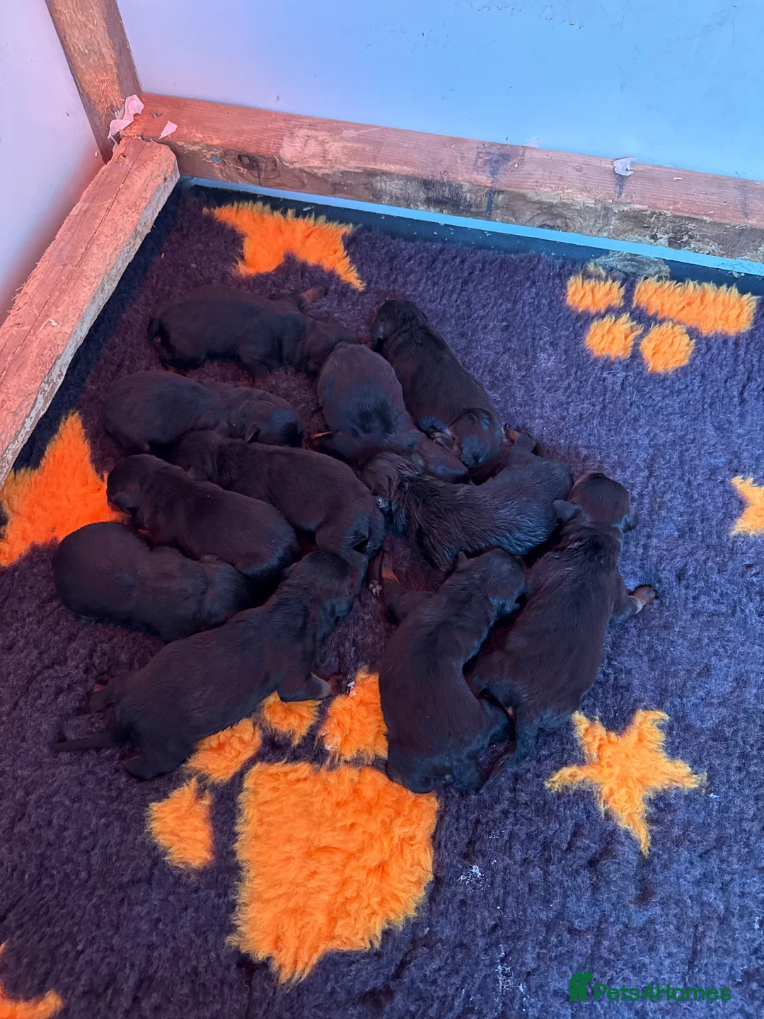 Rottweiler dogs for sale: Rottweiler Kc Reg puppies  - Advert 2