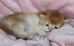 British Shorthair cats for sale: ⭐️Golden and Blue Golden Chinchilla kittens⭐️ - Image 9