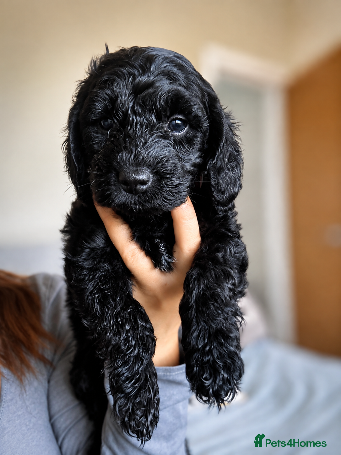 Cockapoo dogs ⭐ ONLY 1 BEAUTIFUL GIRL REMAINING -F1 Cockapoo - Advert 2