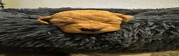 Cockapoo dogs for sale: Stunning F2 cockapoos in Whitehaven - Advert 14