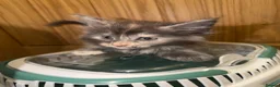 Maine Coon cats for sale: GCCF and TICA  Main Coone Kittens  - Advert 9