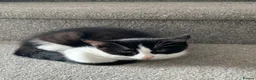 Mixed Breed cats for sale: Black & White Female & Black Male Kittens – Loving - Advert 11