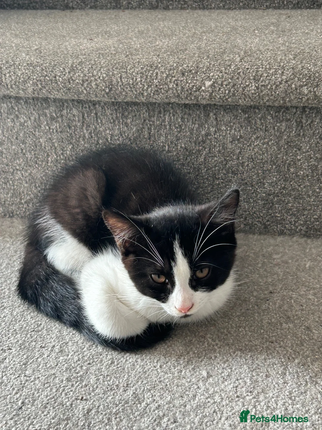 Mixed Breed cats for sale: Black & White Female & Black Male Kittens – Loving - Advert 11