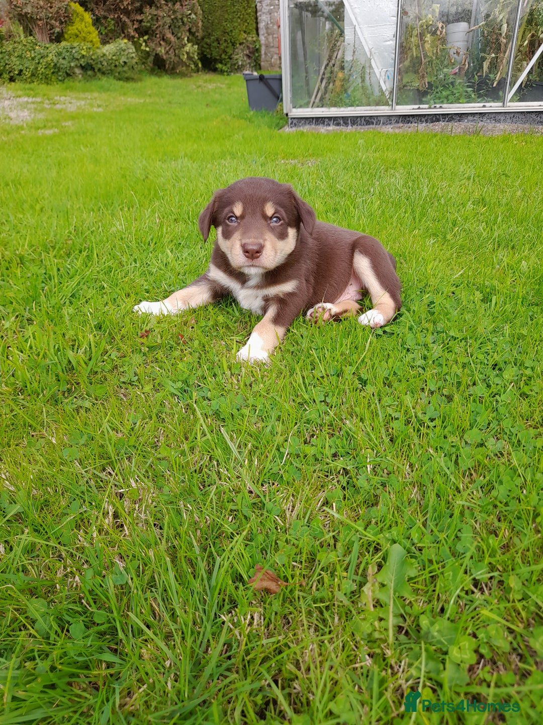 Mixed Breed dogs for sale: 3 female pups Border collie × Kelpie  - Image 5