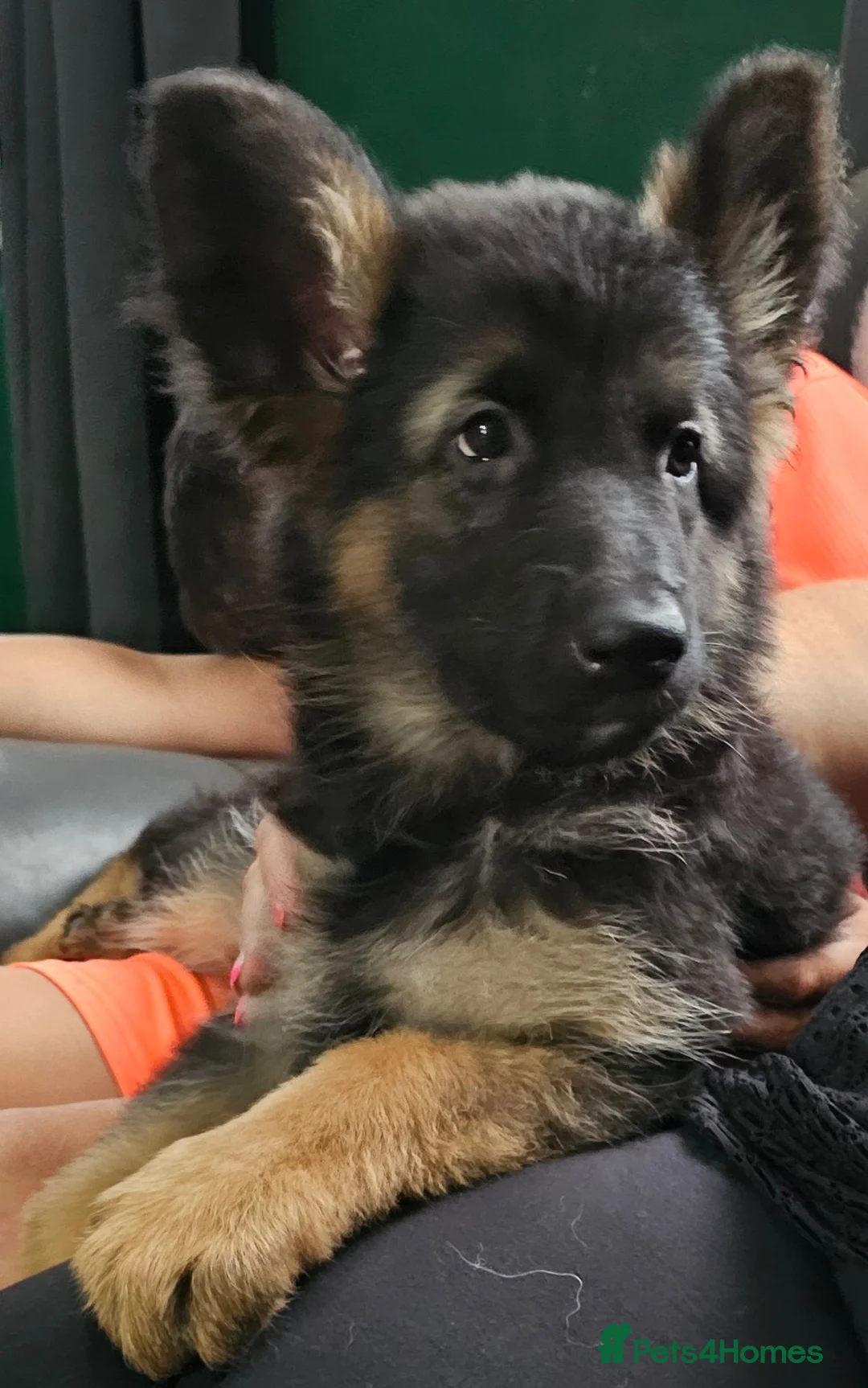 German Shepherd dogs for sale: A Healthy Litter Of 7 German Shepherds - Advert 12