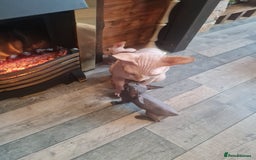 Sphynx cats for sale: Sphynx kittens - Image 8
