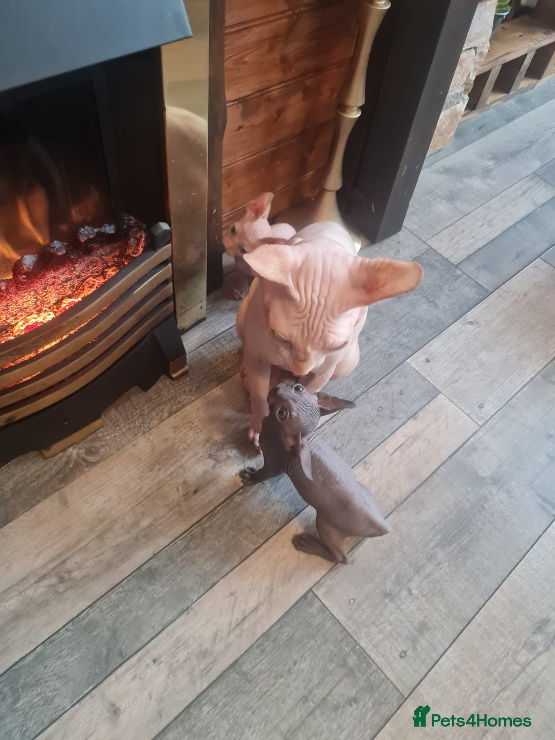 Sphynx cats for sale: Sphynx kittens - Image 8