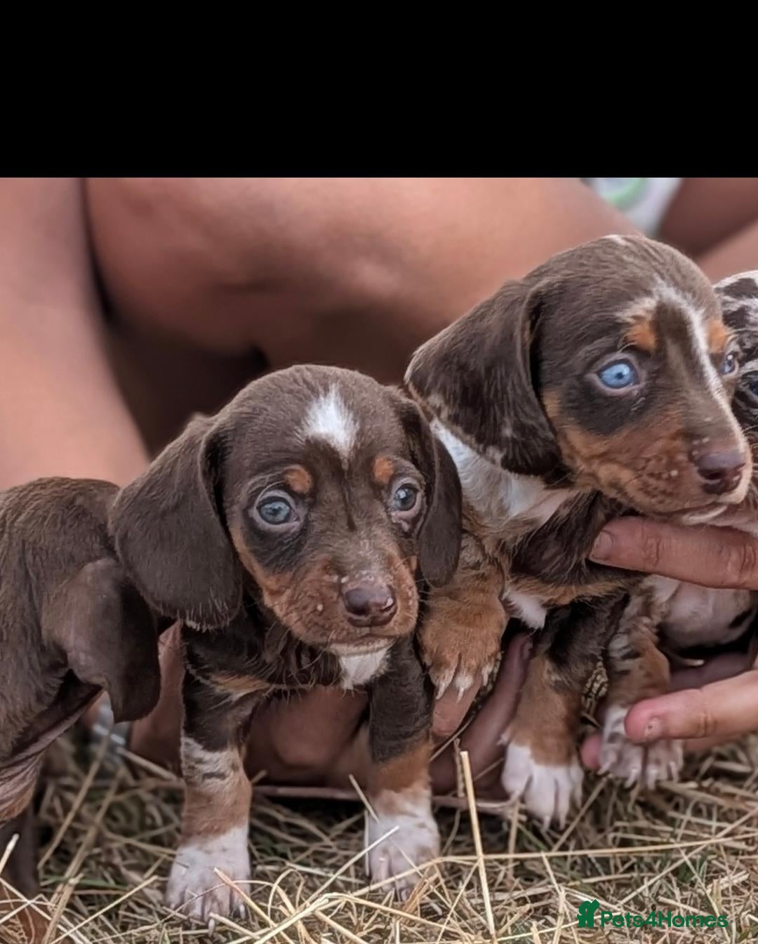 Miniature Dachshund dogs Beautiful Dachshund puppies - Advert 4