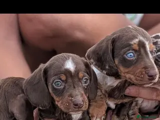 Miniature Dachshund dogs Beautiful Dachshund puppies - Advert 4