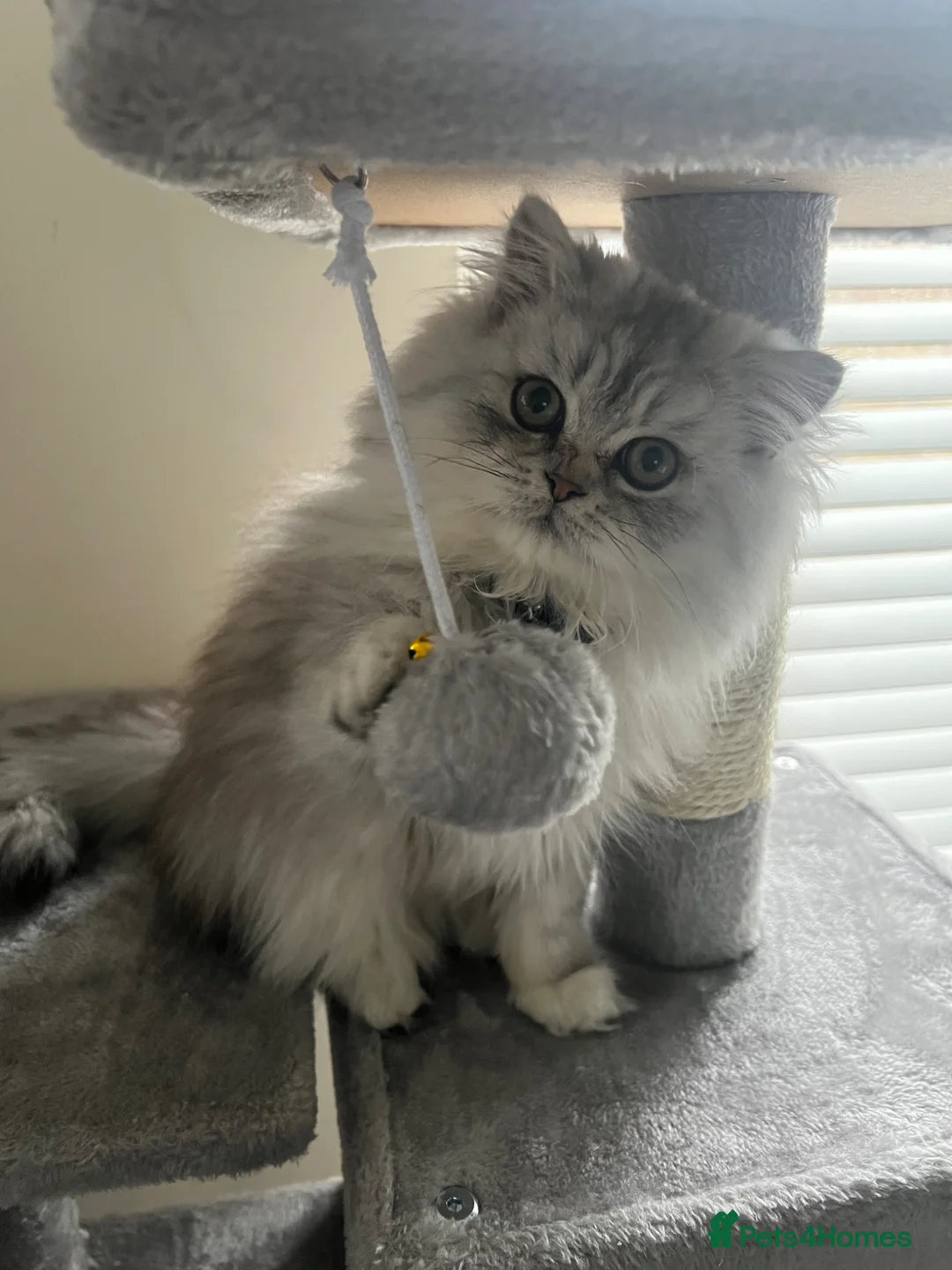 Persian cats for sale: 16wk 100% Persian Breed Male White Kitten - Advert 1