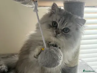 Persian cats 16wk 100% Persian Breed Male White Kitten - Advert 2