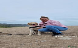 Labrador Retriever dogs for stud: Male for stud - Image 3
