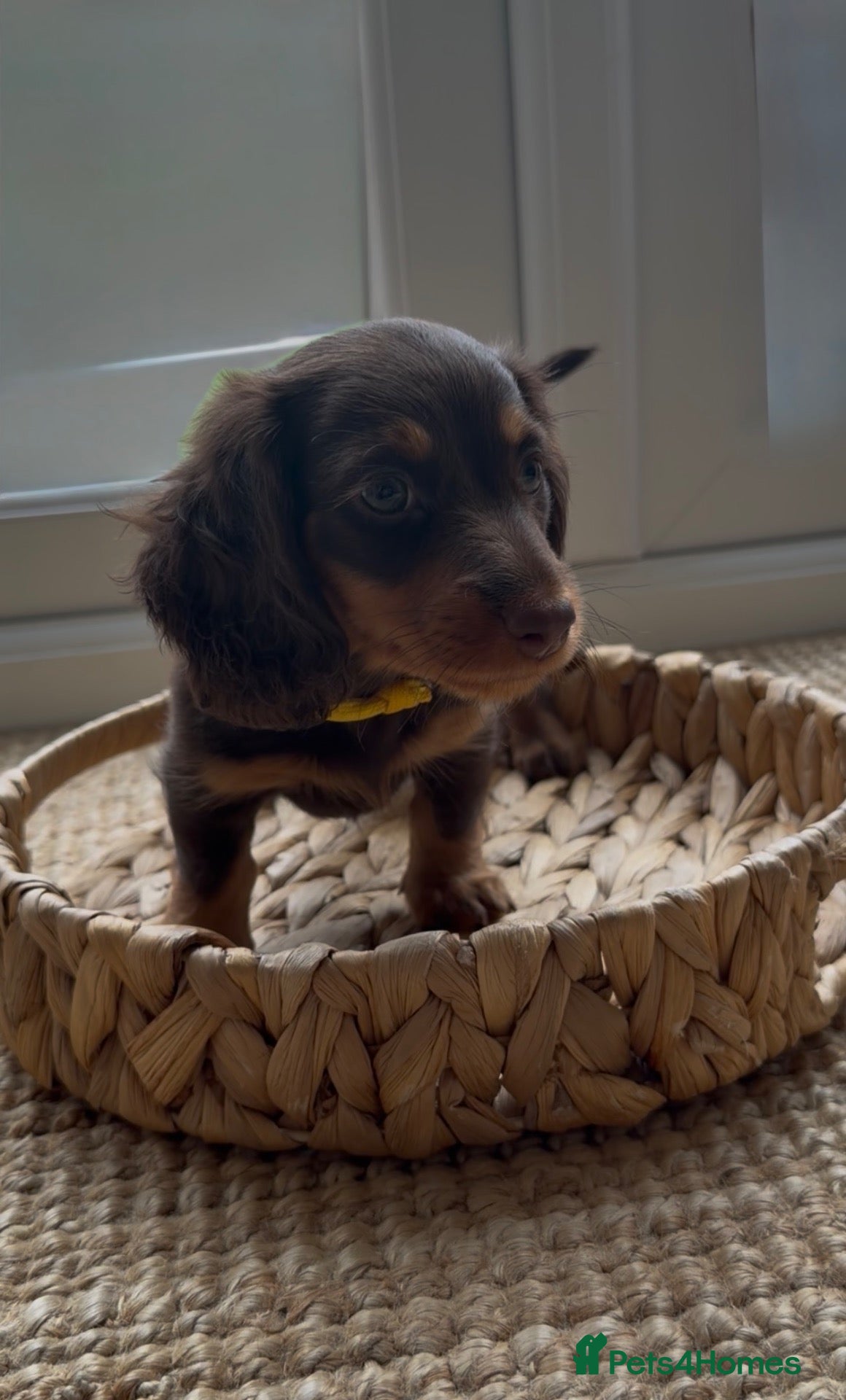 Miniature Dachshund dogs Stunning 5 ⭐️ long-haired miniature dachshunds - Advert 1