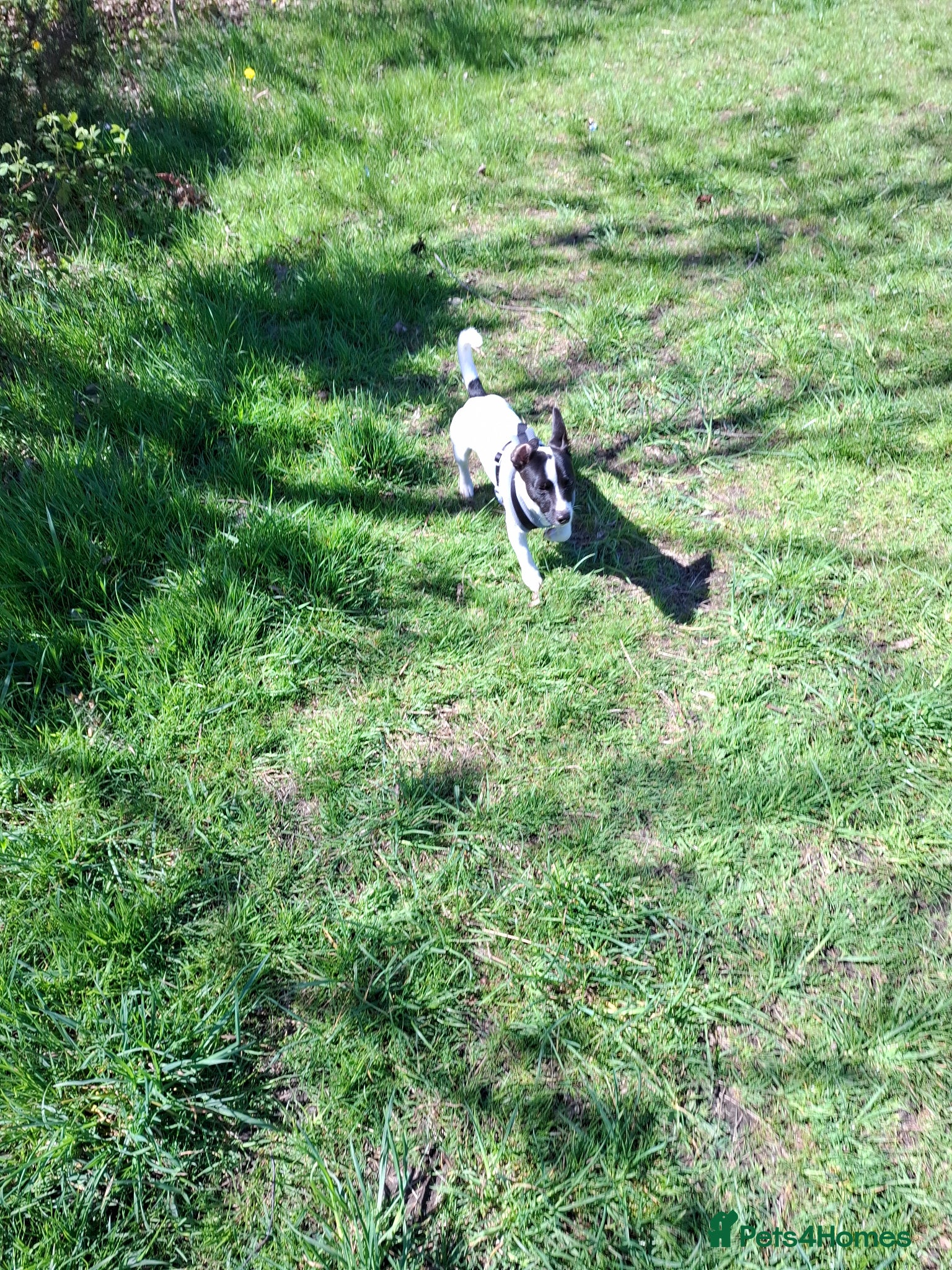 Jack Russell dogs Jack russell male 14 months old - Advert 1