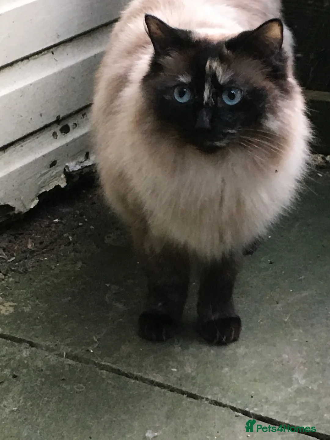 Ragdoll cats for sale: Ragdoll needs a lap.  in Kettering - Advert 8