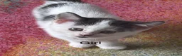Mixed Breed cats for sale: Cheeky kittens - Advert 8