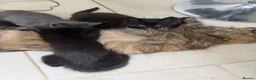 Mixed Breed cats for sale: Our 1/2 Maine coon has had kittens!  - Advert 2