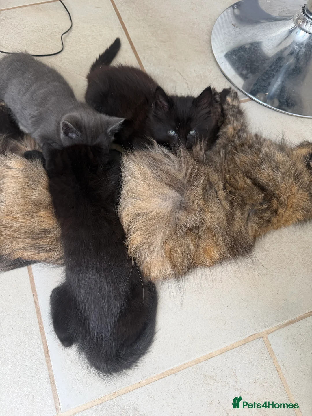 Mixed Breed cats for sale: Our 1/2 Maine coon has had kittens!  - Advert 2