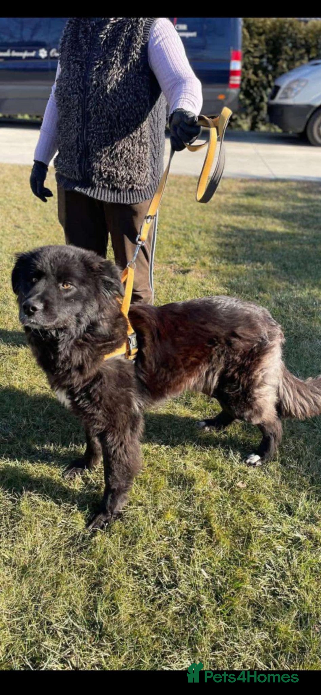 Mixed Breed dogs for adoption: 💝🐾💝🐾INTRODUCING STUNNING YOUNG GEORGIA💝🐾💝🐾 - Image 2