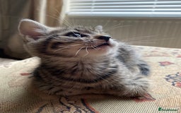 Bengal cats for sale: 🐾 BeautifulBengal Cat for Sale — Meet Cricket 🐾 - Image 8