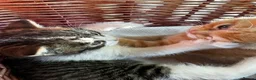 Mixed Breed cats for sale: Absolutely gorgeous BSH x bengal cross kittens - Advert 16