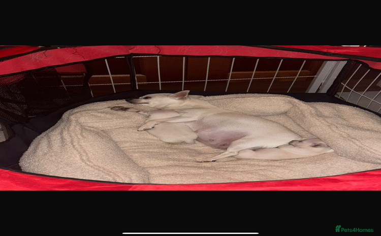 Chihuahua dogs - Advert 5