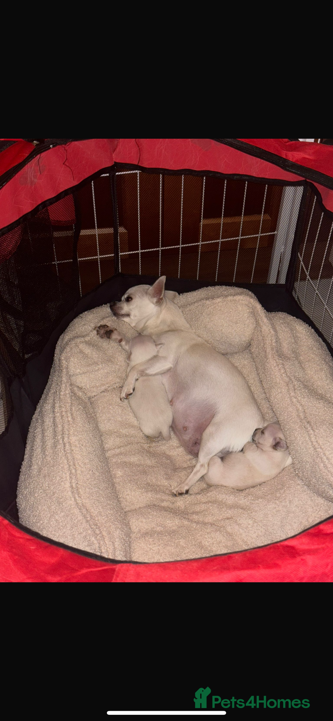 Chihuahua dogs for sale: One chihuahua boy left - Image 1