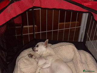 Chihuahua dogs for sale - Advert 1