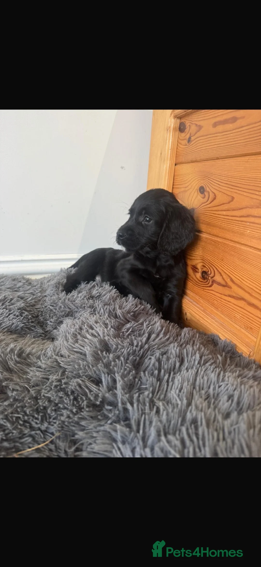 Sprocker dogs for sale: Stunning sprocker spaniel puppies  in Sheffield - Advert 2