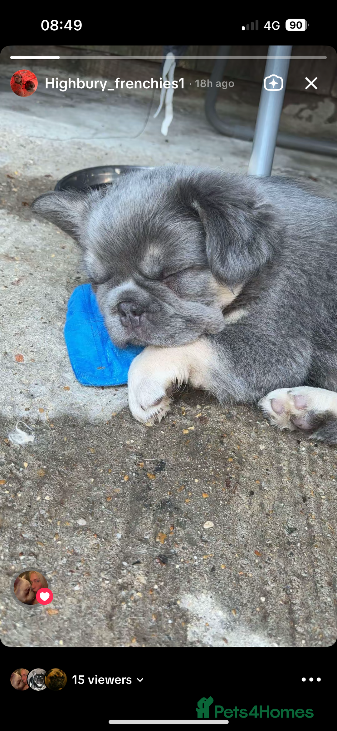 French Bulldog dogs for sale: Quality 5star🌟full visual fluffy French bulldogs  - Image 29