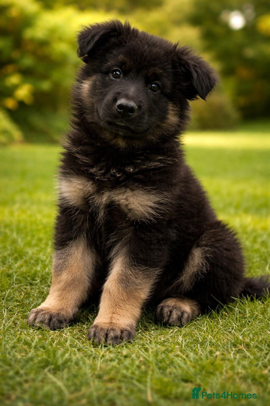 German Shepherd dogs KC German shepherd straight backed litter - Advert 8