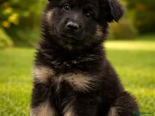 German Shepherd dogs KC German shepherd straight backed litter - Advert 8