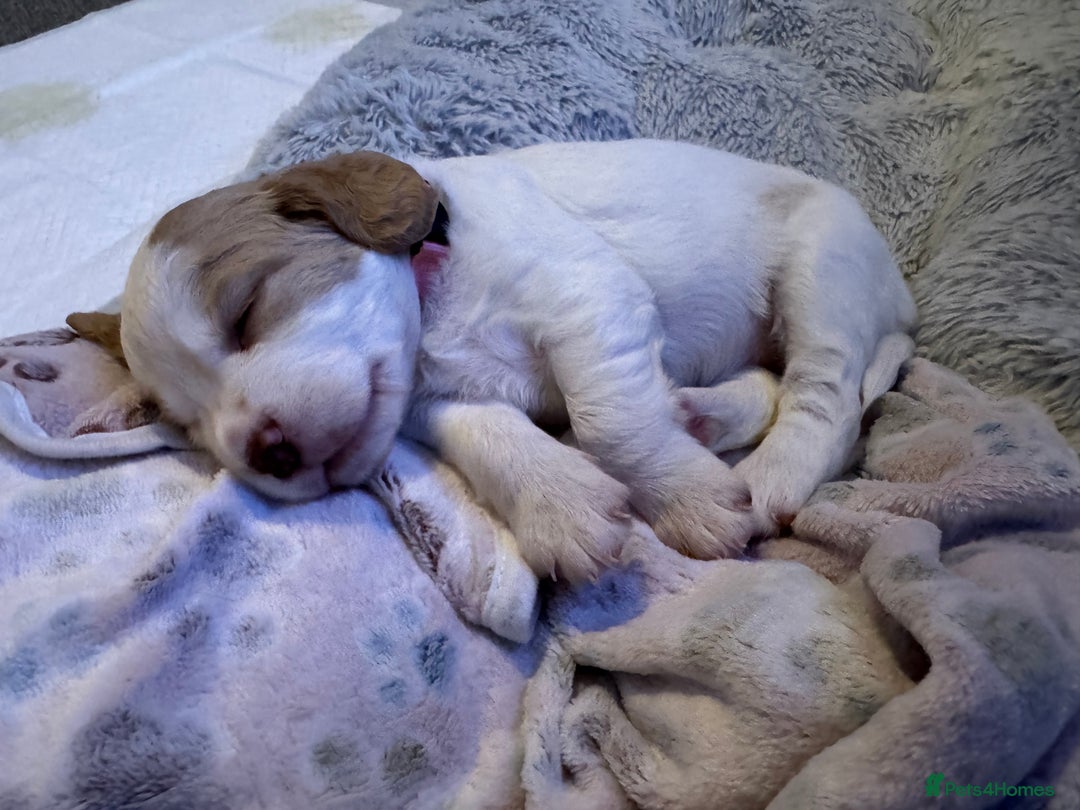 Cocker Spaniel dogs for sale: Last Baby Available - Advert 8