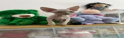 Devon Rex cats for sale: beautiful Devon Rex kittens  - Advert 10