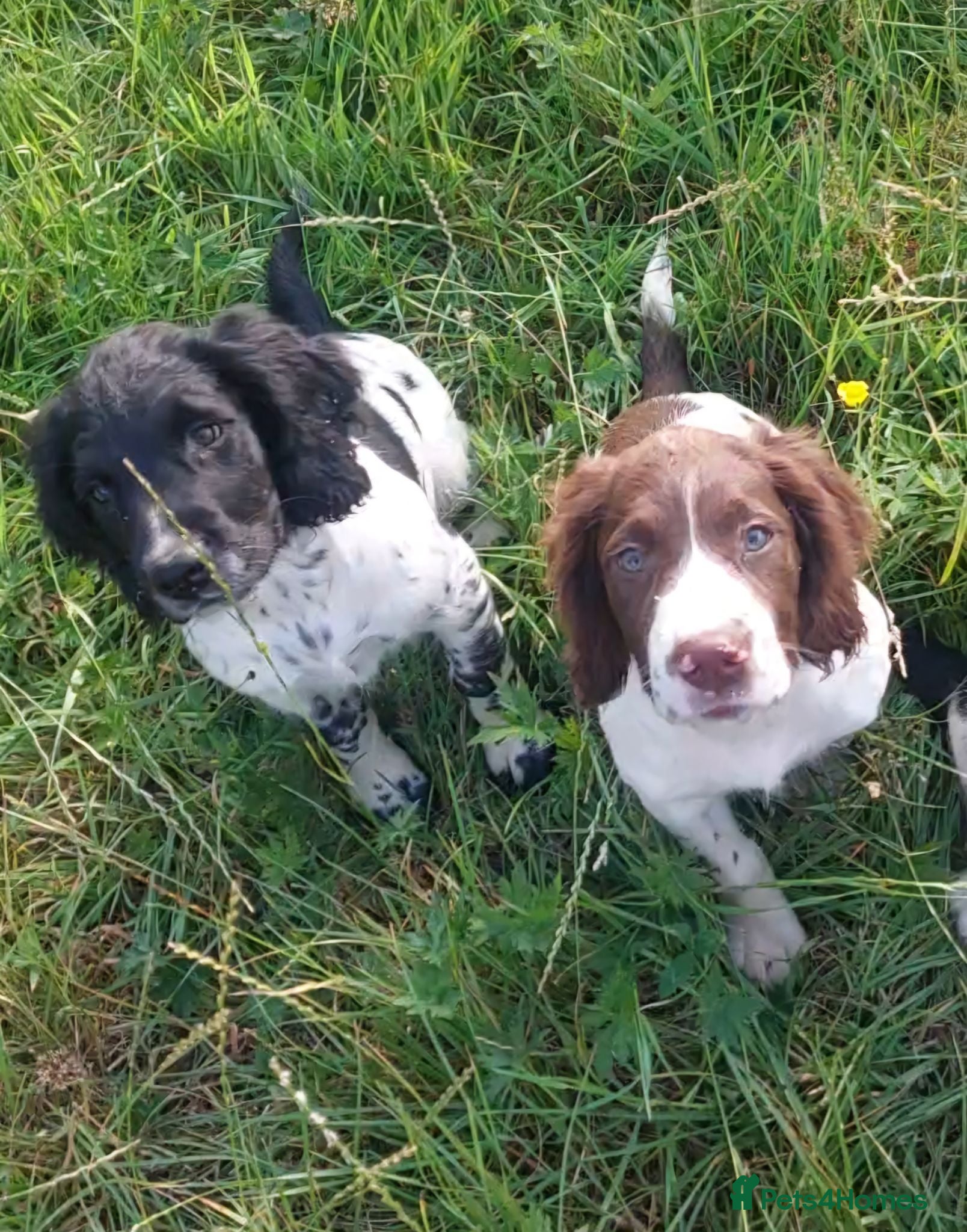 English Springer Spaniel dogs Fully health tested working springer spaniels  - Advert 1