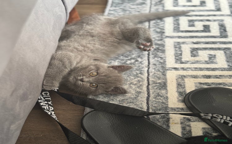 British Shorthair cats - Advert 5