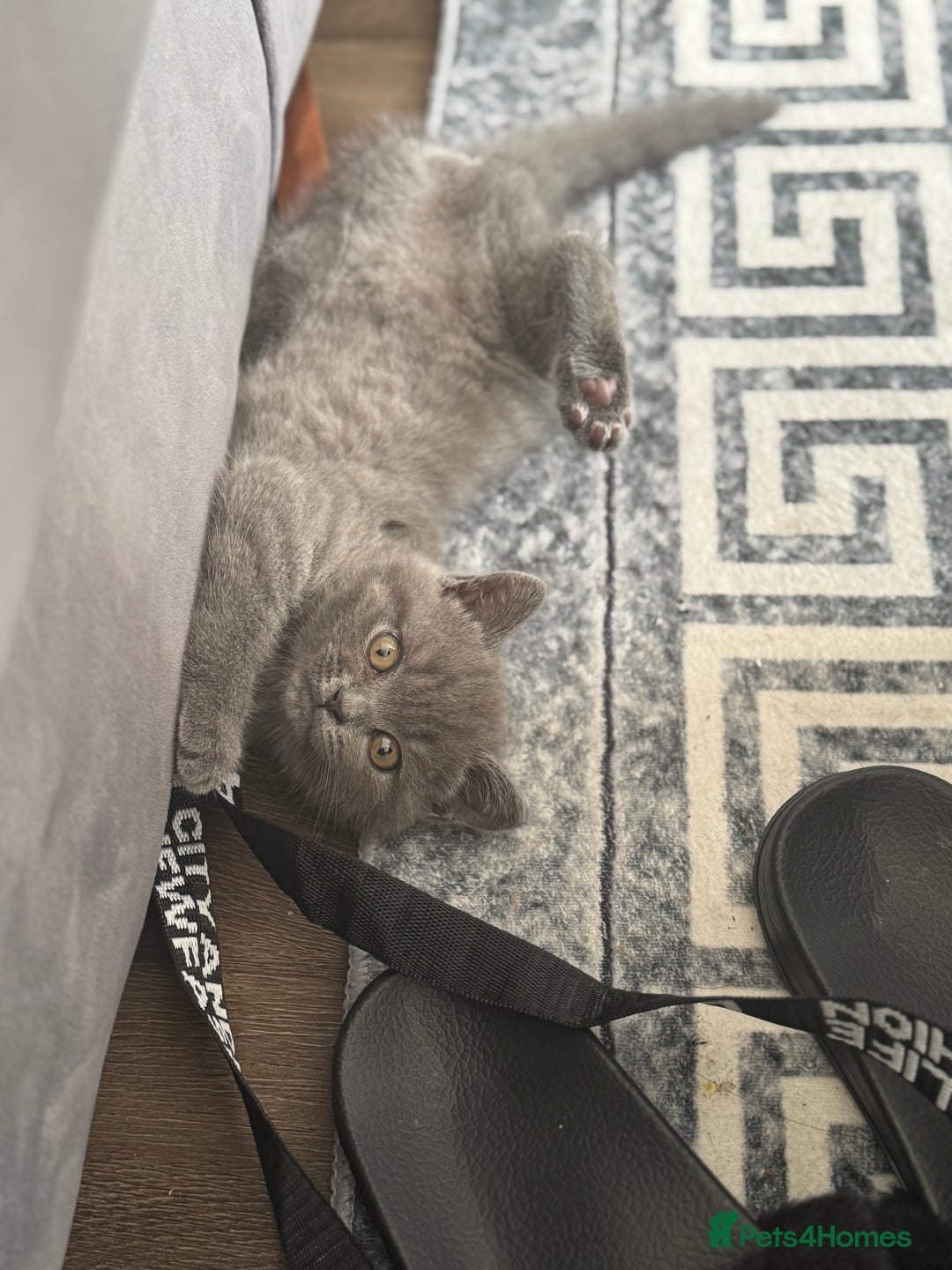 British Shorthair cats for sale: Two beautiful and lovely girls - Image 1