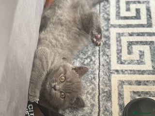 British Shorthair cats - Advert 34