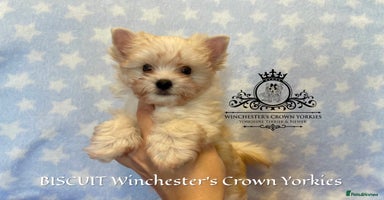 Yorkshire Terrier dogs - Advert 9